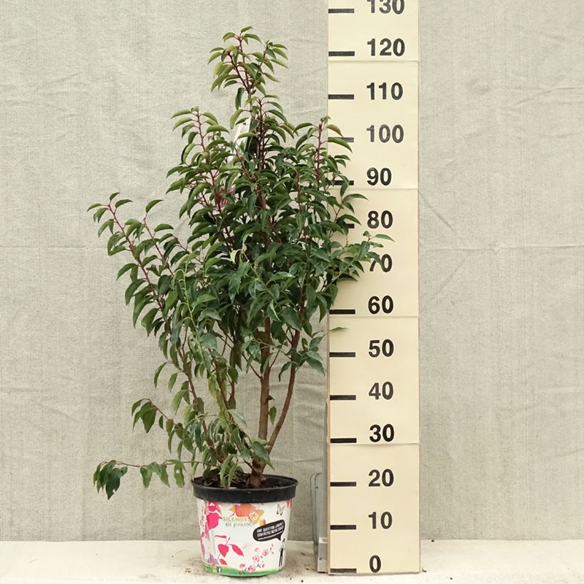 Amostra de Azereiro Myrtifolia Vaso de 6 L/7 L tal como entregue na primavera