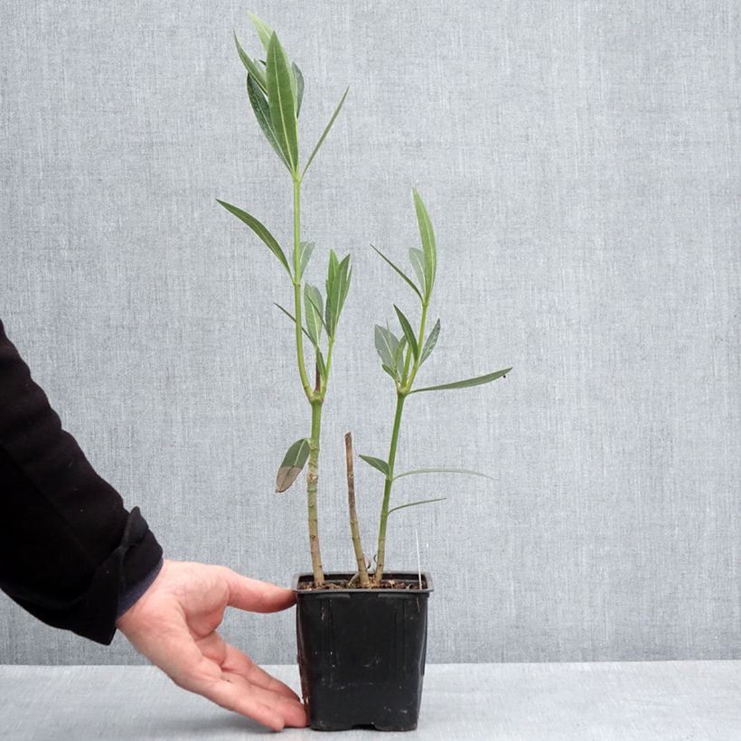 Amostra de Oleandro Caro Vaso de 10 cm/11 cm tal como entregue na primavera