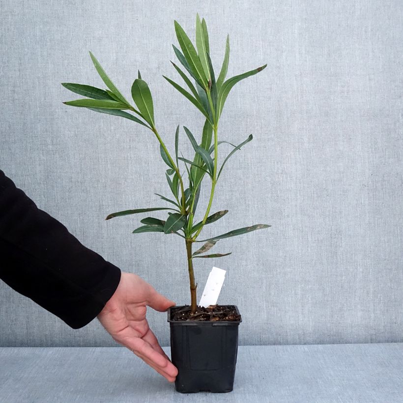 Amostra de Oleandro Commandant Barthélemy Vaso de 10 cm/11 cm tal como entregue na primavera