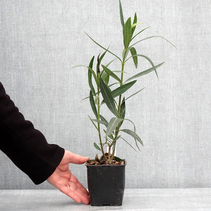 Amostra de Oleandro Docteur Ragioneri Vaso de 10 cm/11 cm tal como entregue no inverno