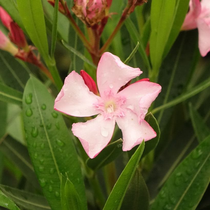 Oleandro Emilie (Floração)