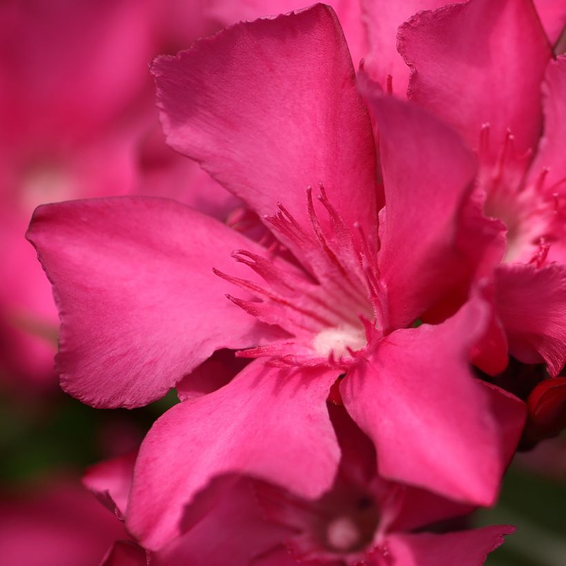 Oleandro Italia (Floração)