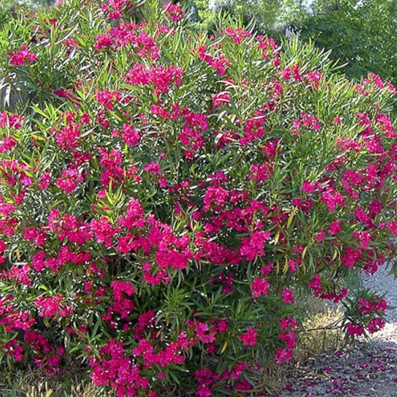Oleandro Jannoch (Floração)
