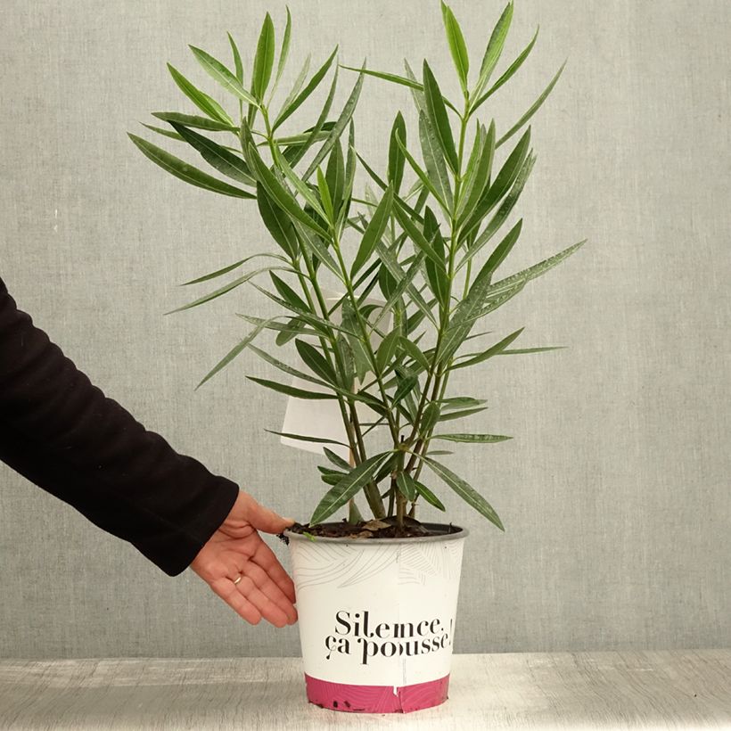 Amostra de Oleandro Jannoch Vaso de 3 L/4 L, Arbusto tal como entregue no outono