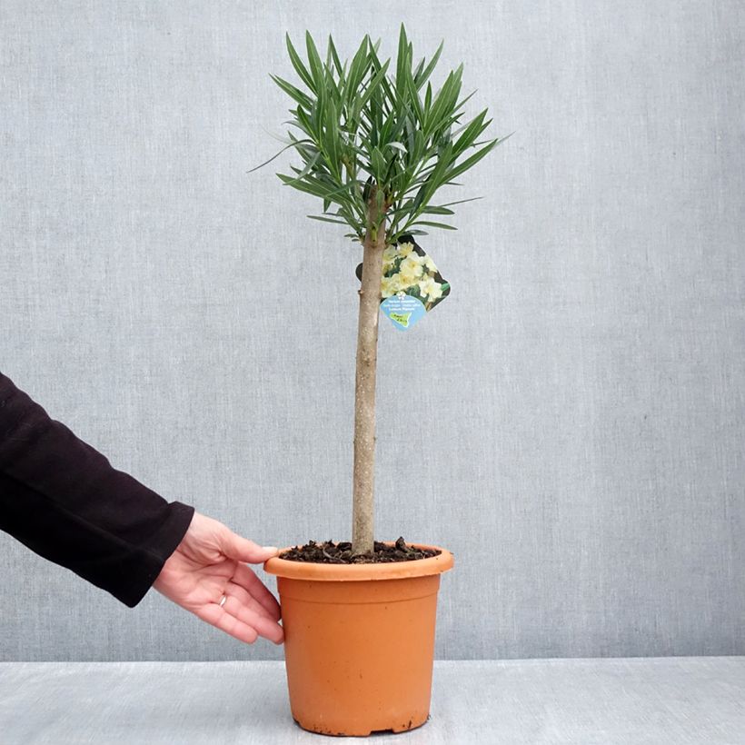 Amostra de Laurier rose Luteum Plenum - Nerium oleander Vaso de 2 L/3 L tal como entregue no outono