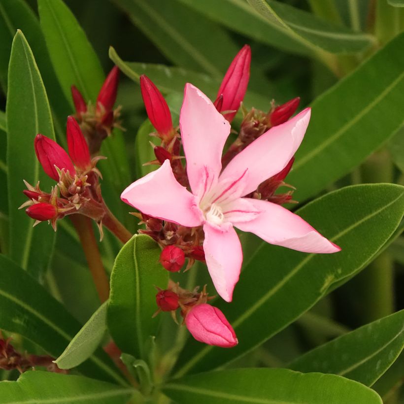 Oleandro Magaly - Nerium oleander (Floração)