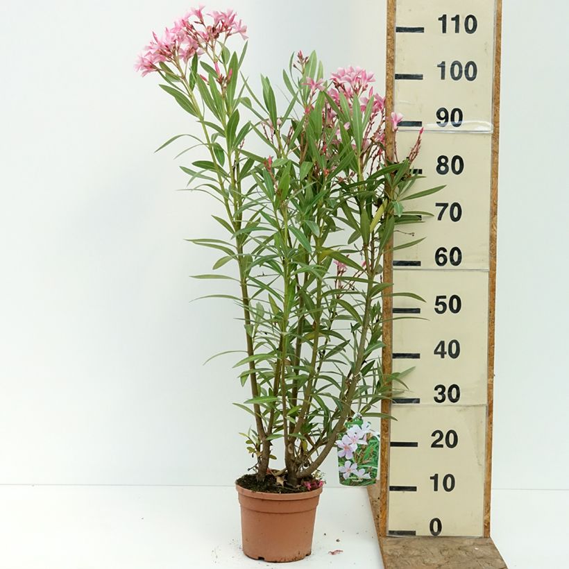 Amostra de Oleandro Magaly - Nerium oleander Vaso de 3 L/4 L tal como entregue no verão