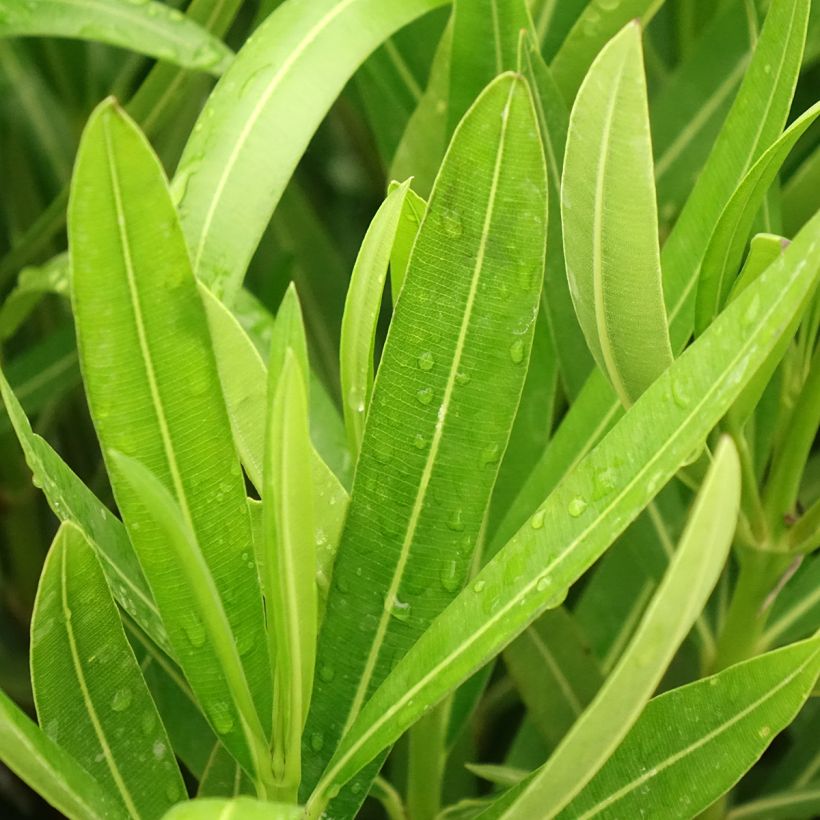 Oleandro Margarita - Nerium oleander (Folhagem)