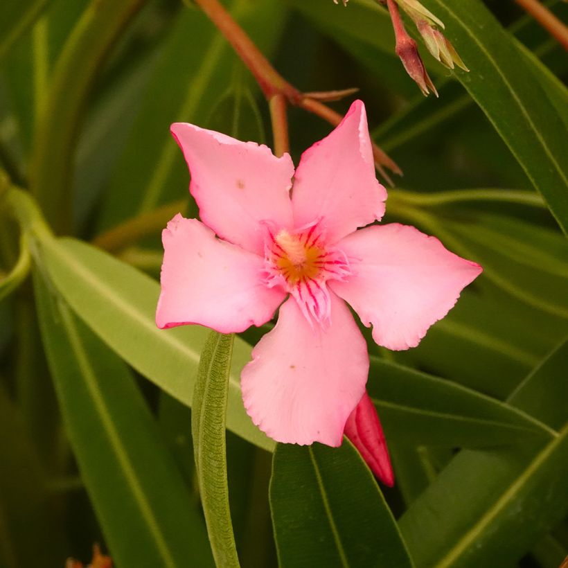 Oleandro Margarita - Nerium oleander (Floração)