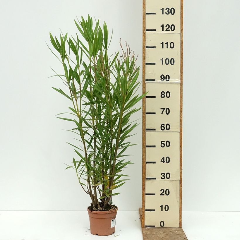 Amostra de Oleandro Margarita - Nerium oleander Vaso de 3 L/4 L tal como entregue no verão