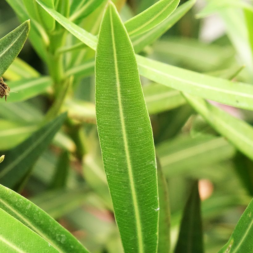 Oleandro Maurin des Maures - Nerium oleander (Folhagem)