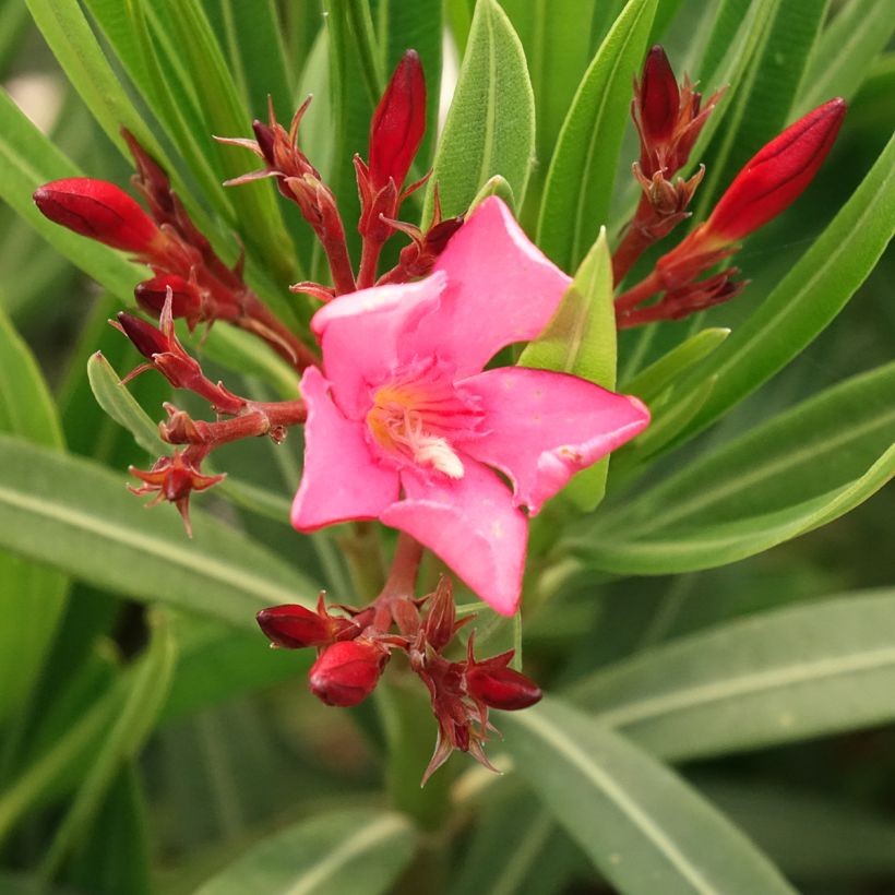 Oleandro Maurin des Maures - Nerium oleander (Floração)