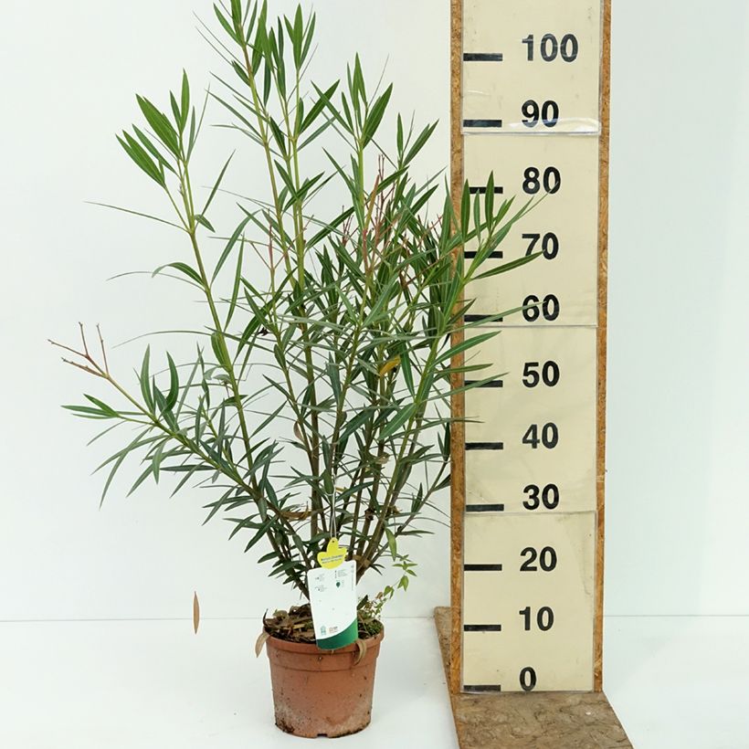 Amostra de Oleandro Maurin des Maures - Nerium oleander Vaso de 3 L/4 L tal como entregue no verão