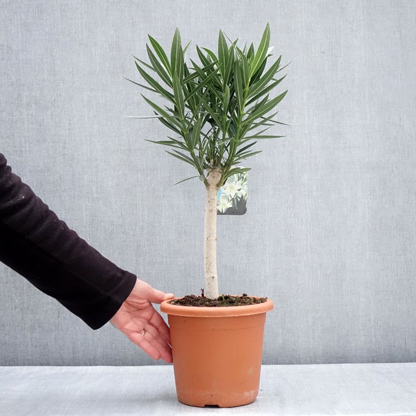 Amostra de Laurier rose - Nerium oleander Blanc Vaso de 2 L/3 L tal como entregue no inverno