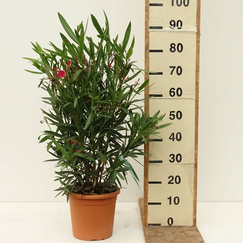 Amostra de Oleandro Vermelho Simples Vaso de 6 L/7 L tal como entregue na primavera