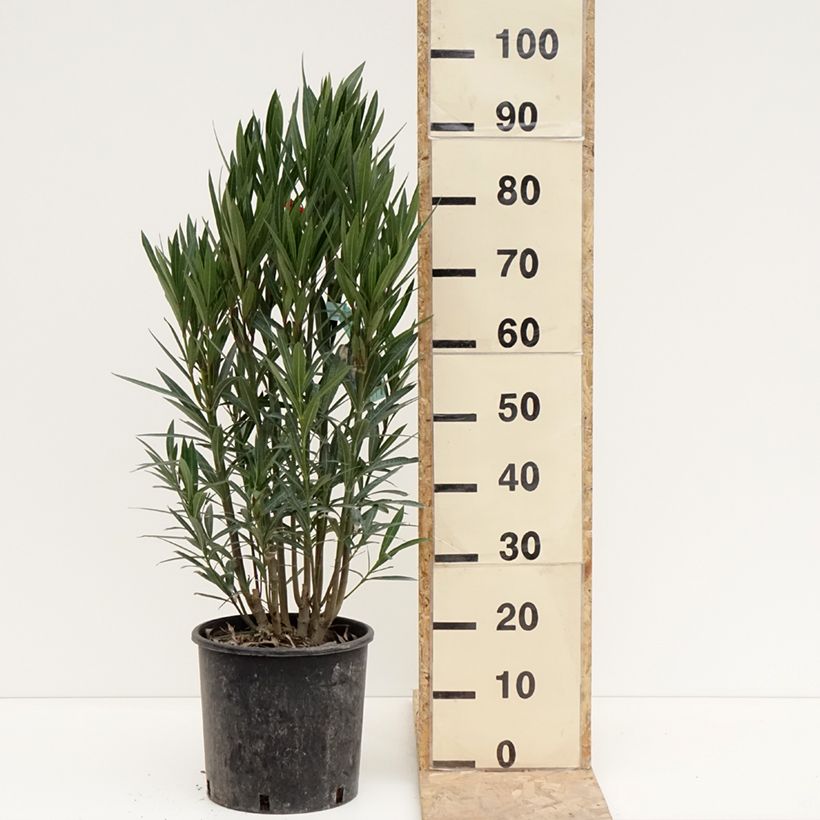 Amostra de Oleandro Vermelho Simples Vaso de 6 L/7 L tal como entregue no inverno