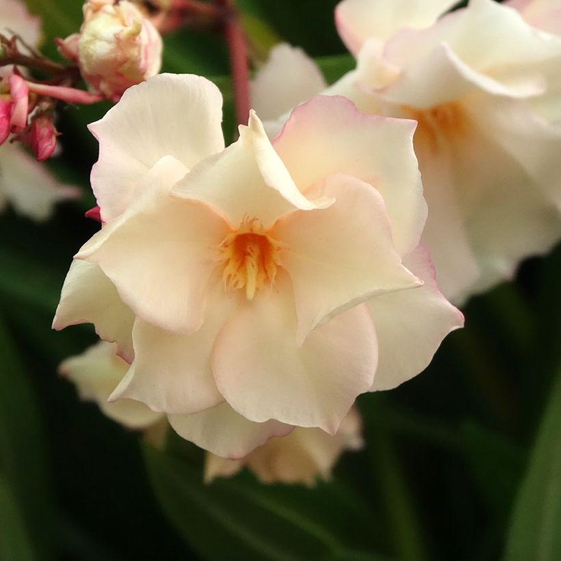 Oleandro Provence (Floração)