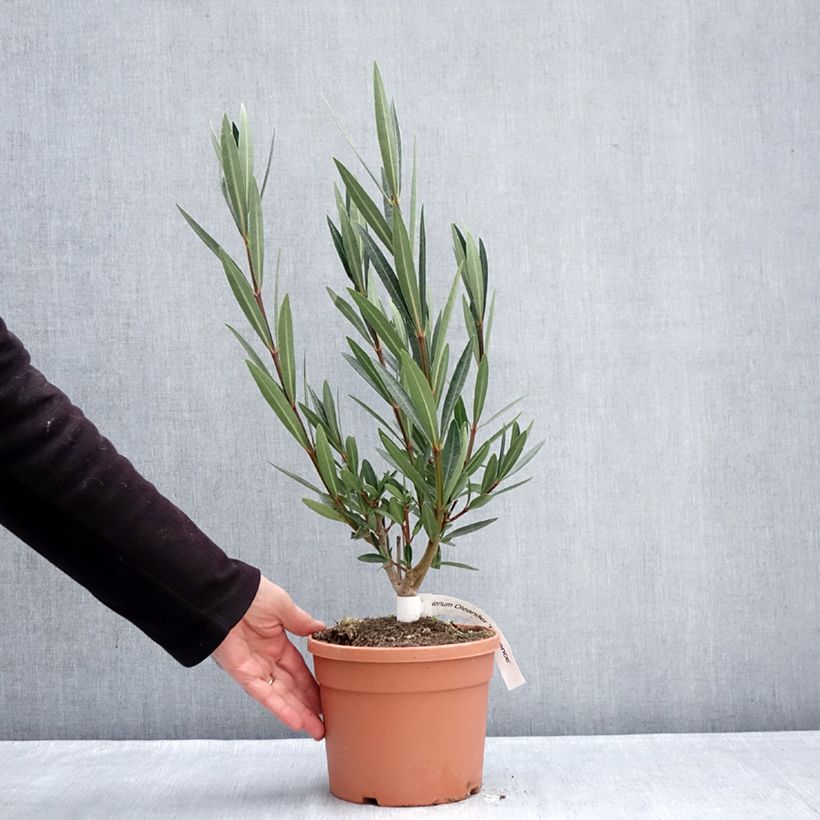 Amostra de Laurier rose Provence - Nerium oleander Vaso de 3 L/4 L tal como entregue no inverno