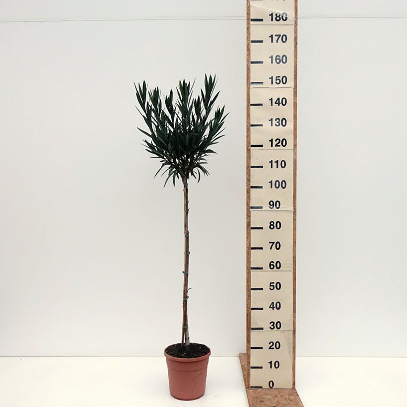Amostra de Oleandro Provence Vaso de 6 L/7 L, Meia haste tal como entregue no outono