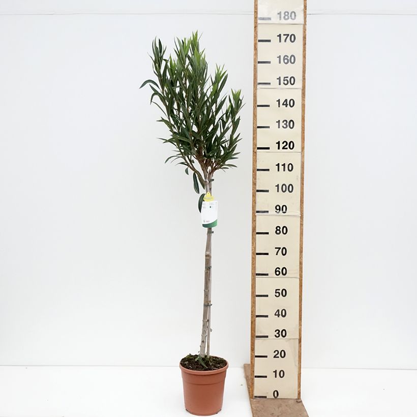 Amostra de Oleandro Provence Vaso de 6 L/7 L, Meia haste tal como entregue na primavera