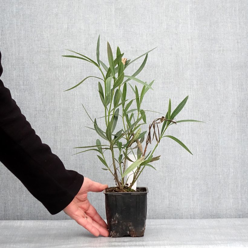 Amostra de Laurier rose Scarlet Beauty -Nerium oleander Pot de 10 cm/11cm tal como entregue no inverno