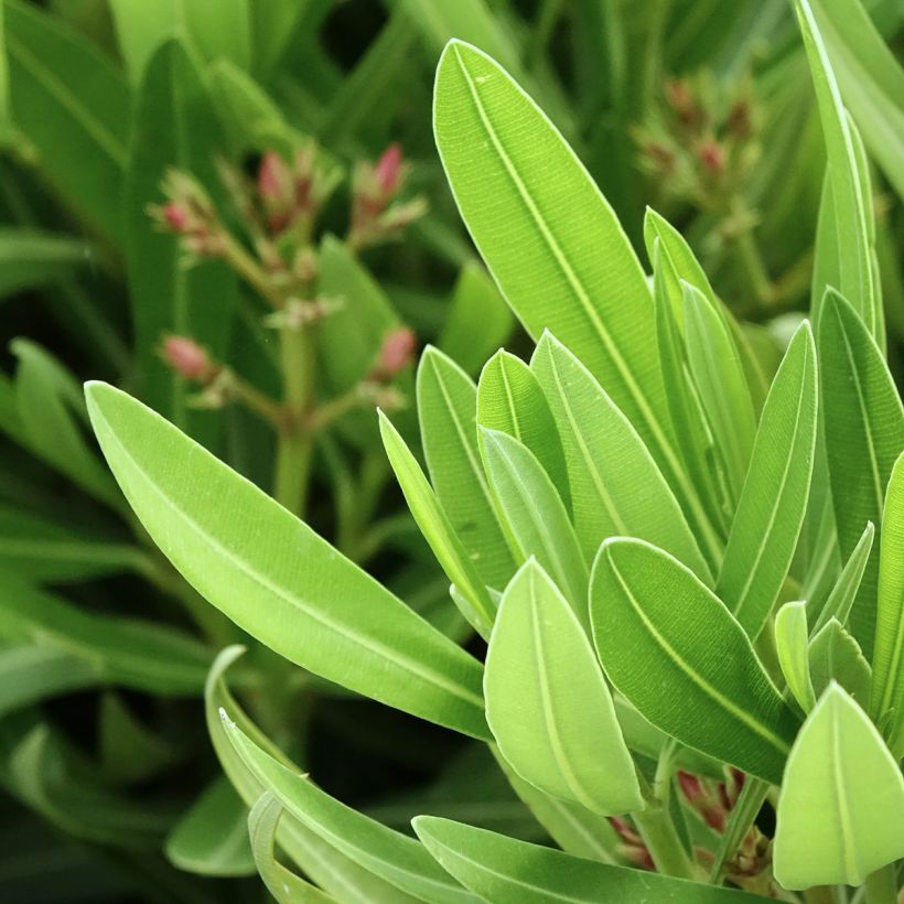 Oleandro Sealy Pink - Nerium oleander (Folhagem)