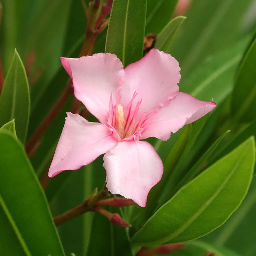 Oleandro Sealy Pink - Nerium oleander (Floração)