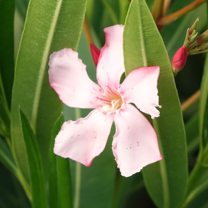 Oleandro Soeur Agnes (Floração)