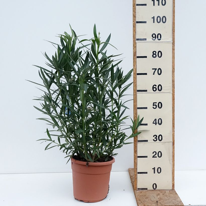 Amostra de Laurier rose Soeur Agnes - Nerium oleander Vaso de 7,5 L/10 L tal como entregue no inverno