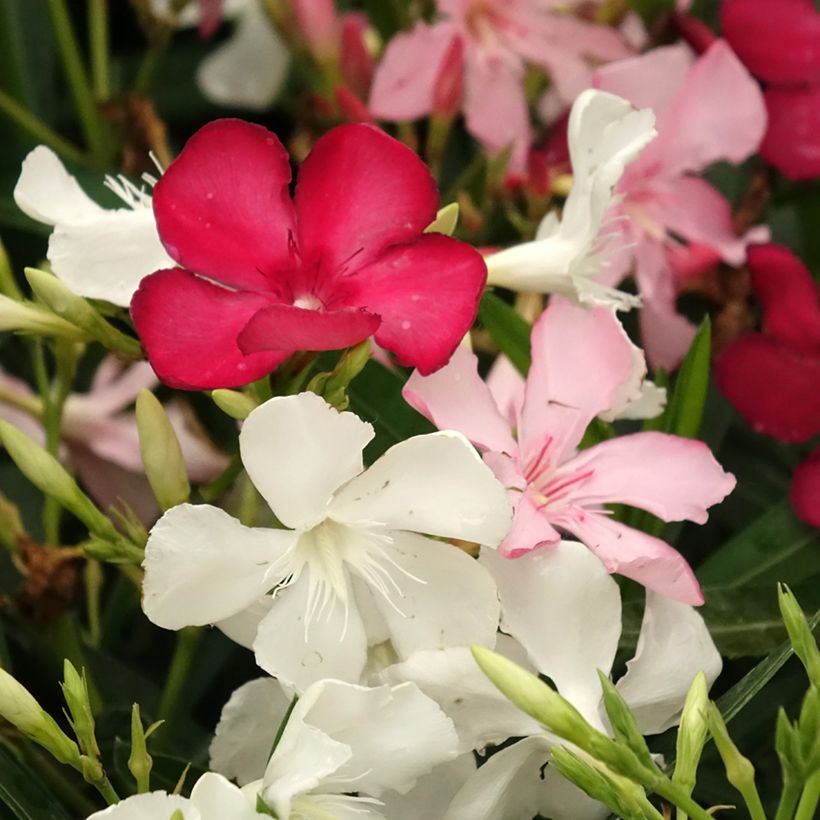 Oleandro Mix Tricolor (Floração)