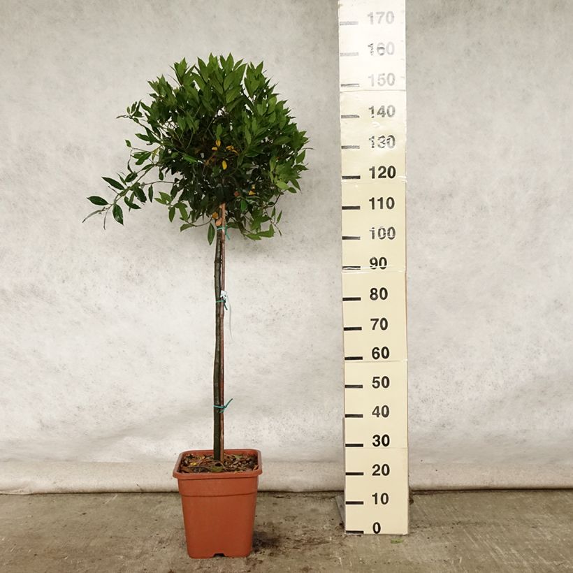 Amostra de Loureiro - Laurus nobilis Vaso de 12 L/15 L tal como entregue no verão