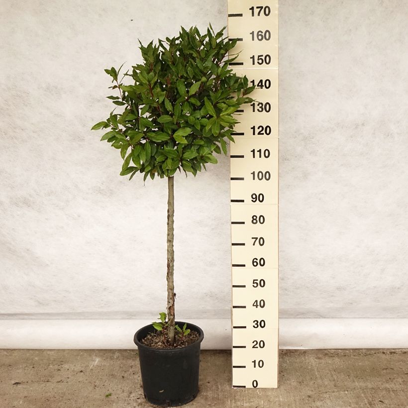 Amostra de Loureiro - Laurus nobilis Vaso de 12 L/15 L tal como entregue na primavera