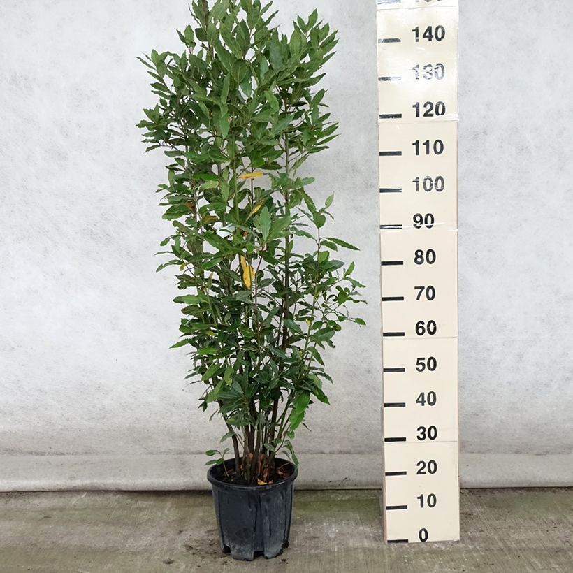 Amostra de Loureiro - Laurus nobilis Vaso de 7,5 L/10 L tal como entregue no verão