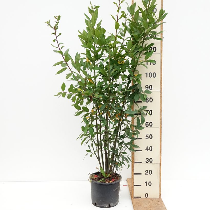 Amostra de Loureiro - Laurus nobilis Vaso de 7,5 L/10 L tal como entregue no outono