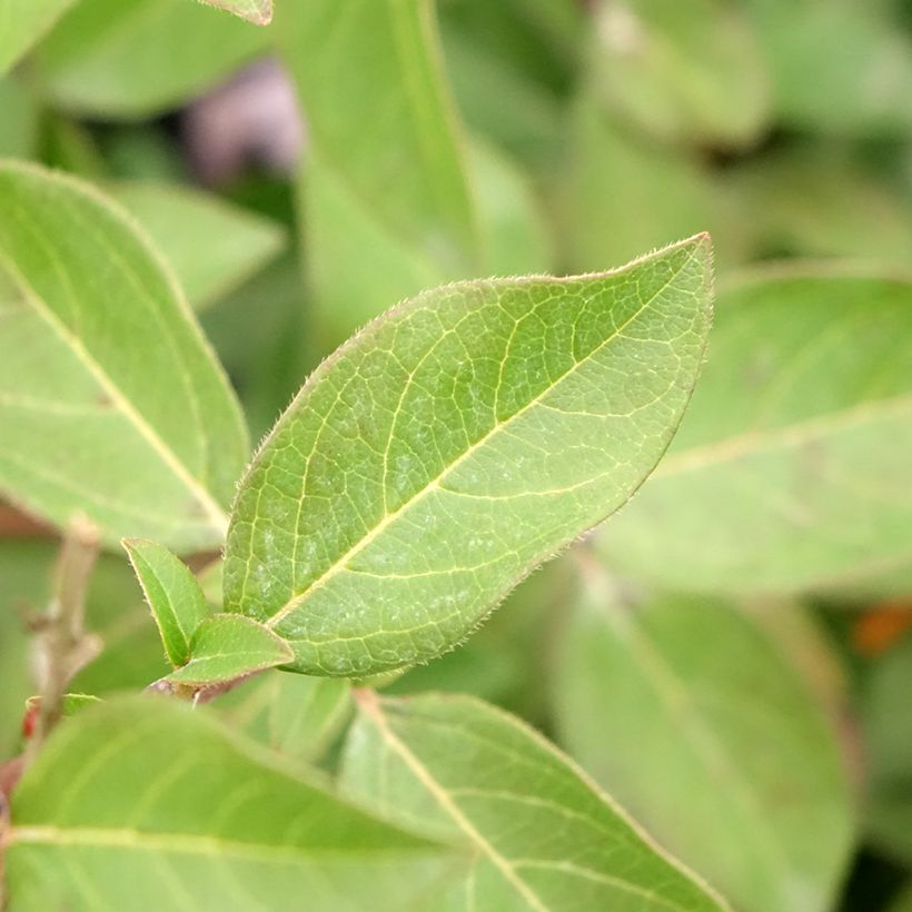 Viburnum tinus Giganteum - Folhado (Folhagem)