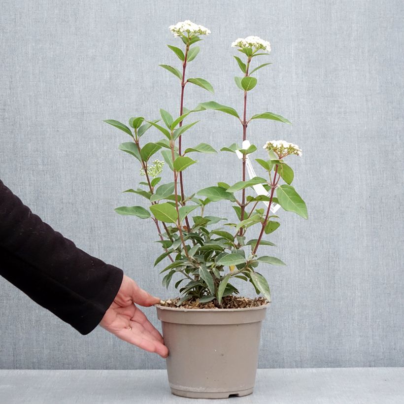 Amostra de Laurier Tin - Viburnum tinus Giganteum Vaso de 3 L/4 L tal como entregue na primavera