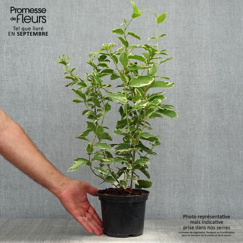Amostra de Viburnum tinus Variegatum - Folhado Vaso de 2 L/3 L tal como entregue no outono
