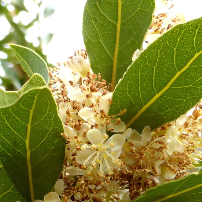 Loureiro - Laurus nobilis (Floração)