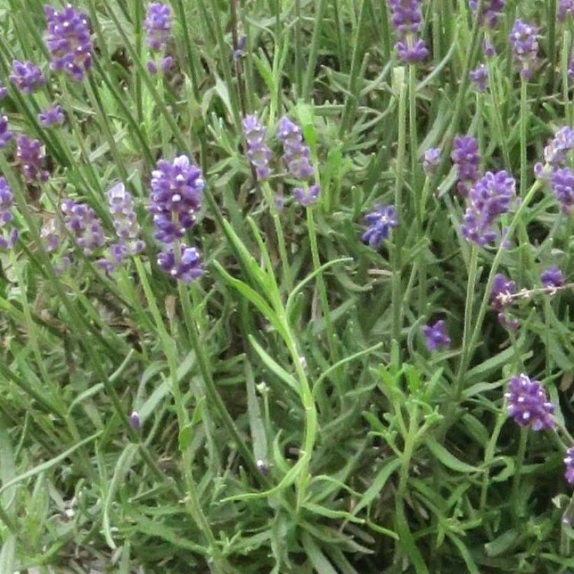 Alfazema Bleu de Gien - Lavandula angustifolia (Folhagem)