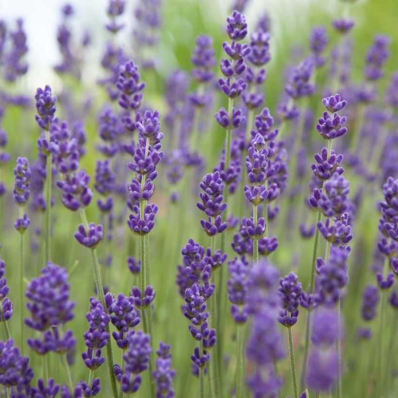Alfazema Bleu de Gien - Lavandula angustifolia (Floração)