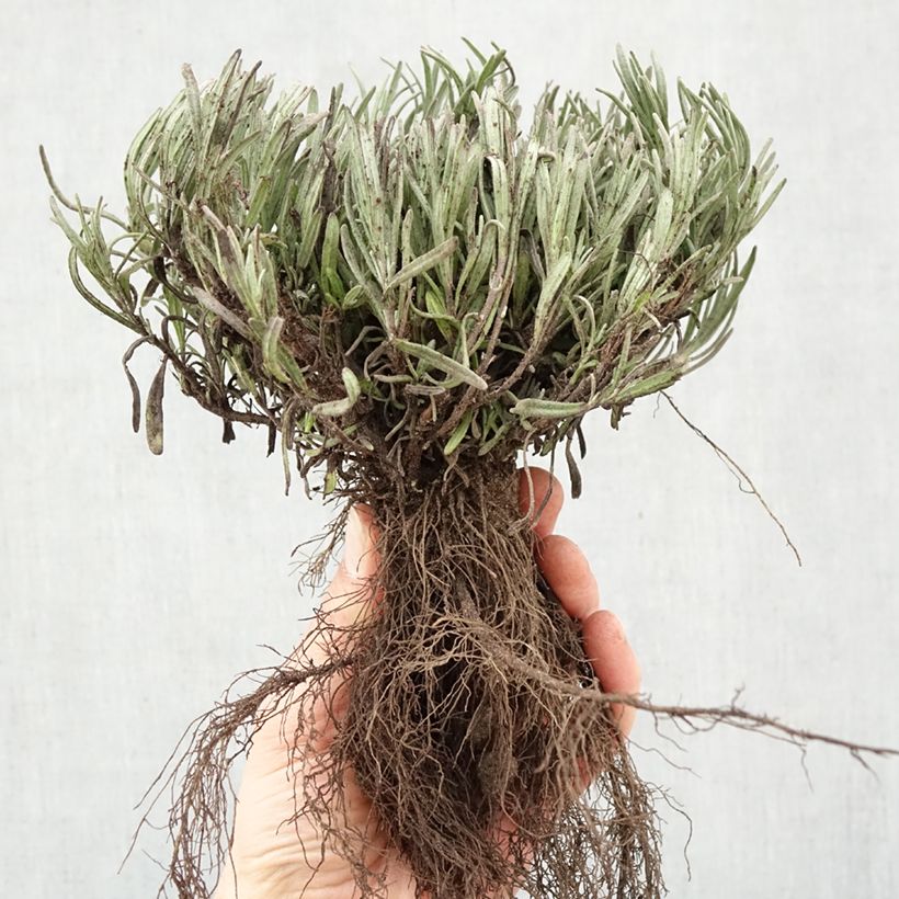 Amostra de Alfazema Munstead - Lavandula angustifolia Raízes nuas tal como entregue no inverno