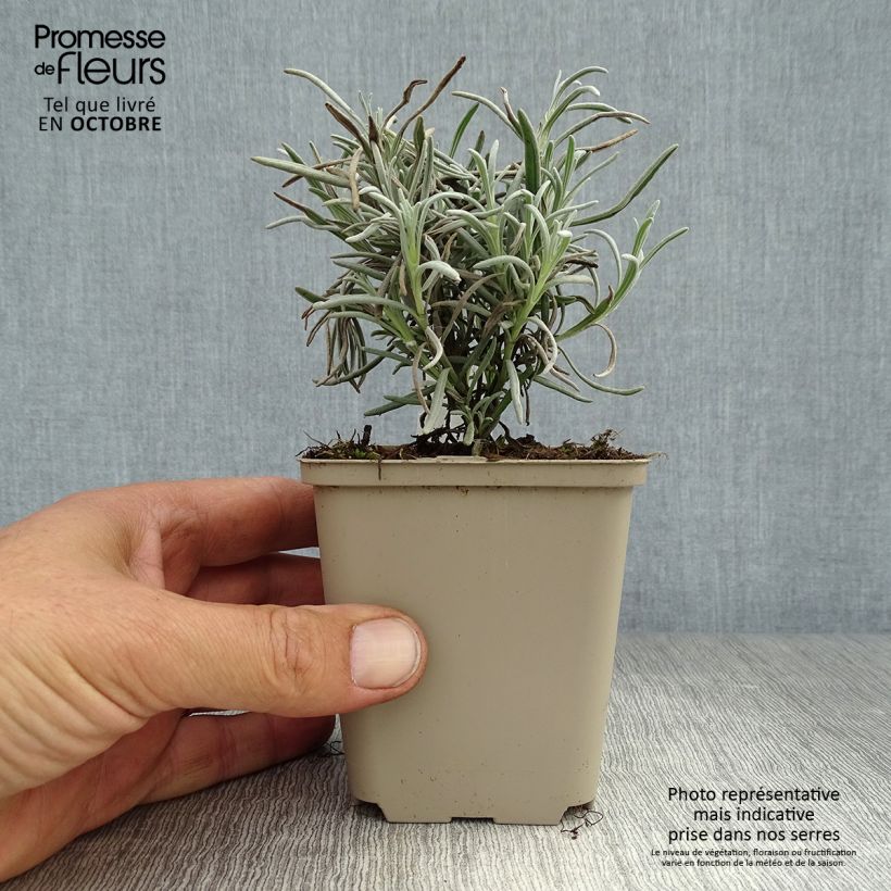 Amostra de Alfazema Silbermöwe - Lavandula angustifolia Vaso de 8/9 cm tal como entregue no outono