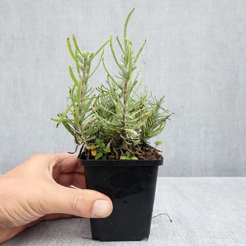 Amostra de Alfazema Arctic Snow - Lavandula angustifolia Vaso de 8/9 cm tal como entregue no outono