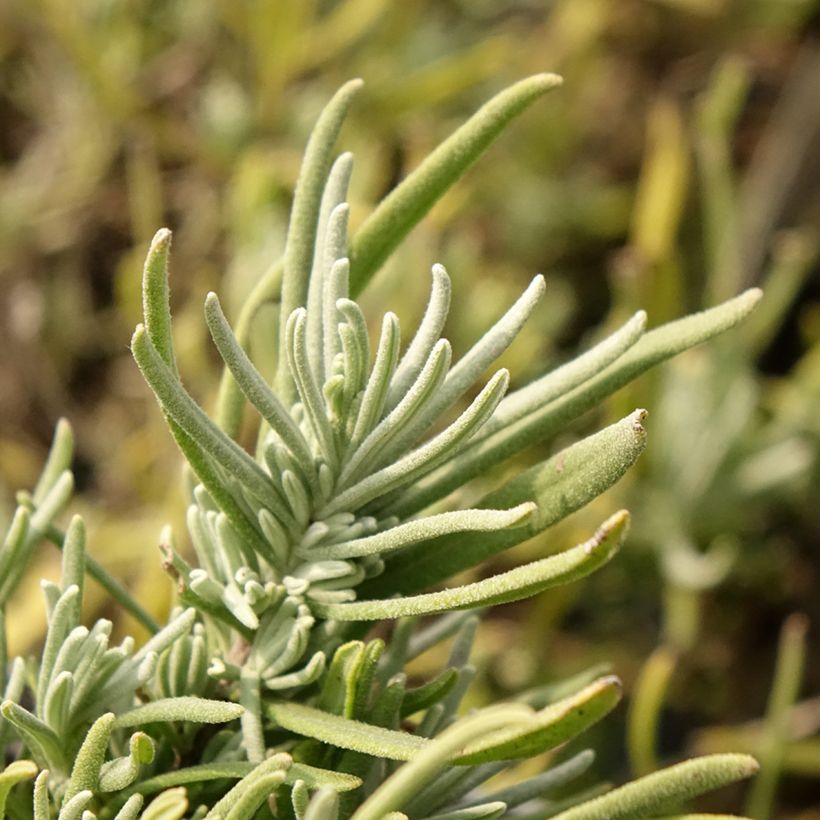 Alfazema Arctic Snow - Lavandula angustifolia (Folhagem)