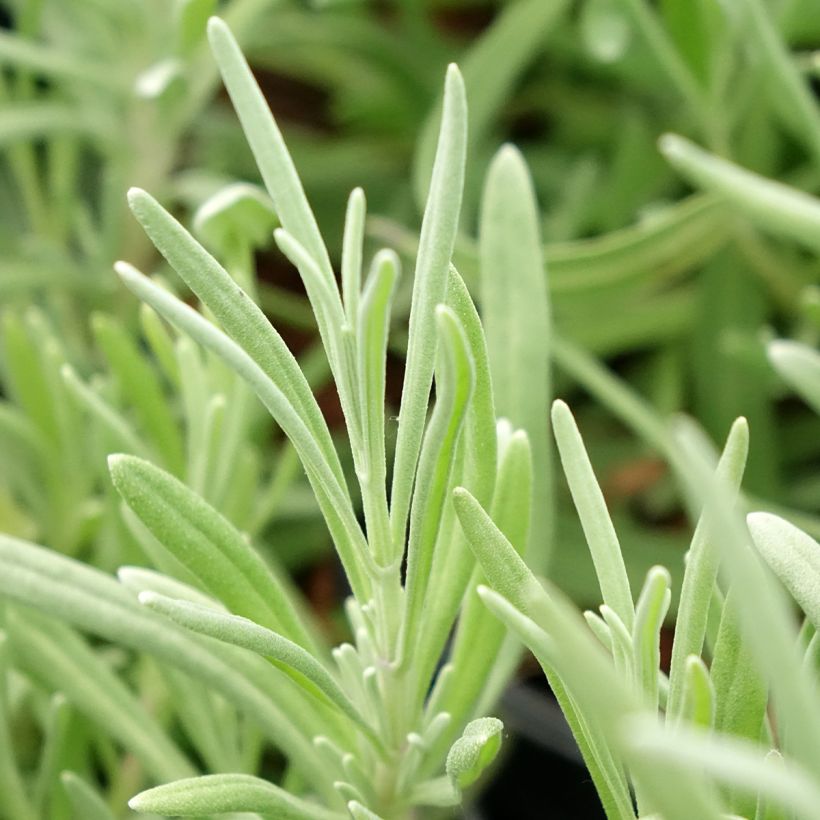 Alfazema-brava - Lavandula latifolia (Folhagem)