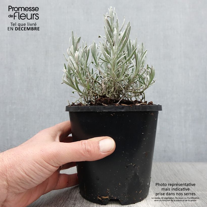 Amostra de Alfazema Edelweiss - Lavandula intermedia Vaso de 1,5 L/2 L tal como entregue no outono