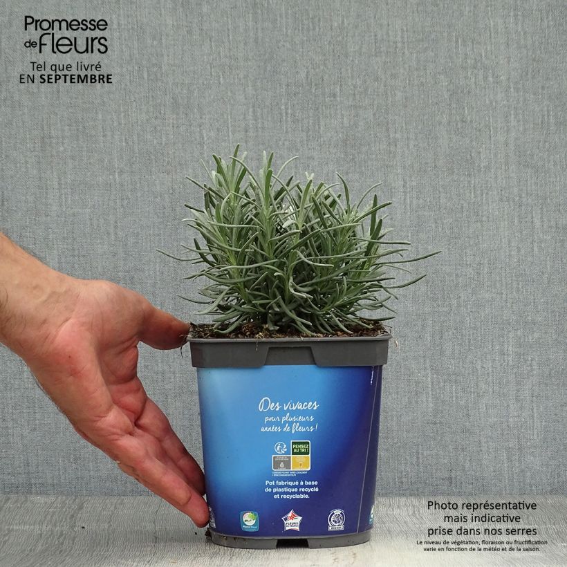 Amostra de Alfazema Grosso - Lavandula intermedia Vaso de 2 L/3 L tal como entregue no outono
