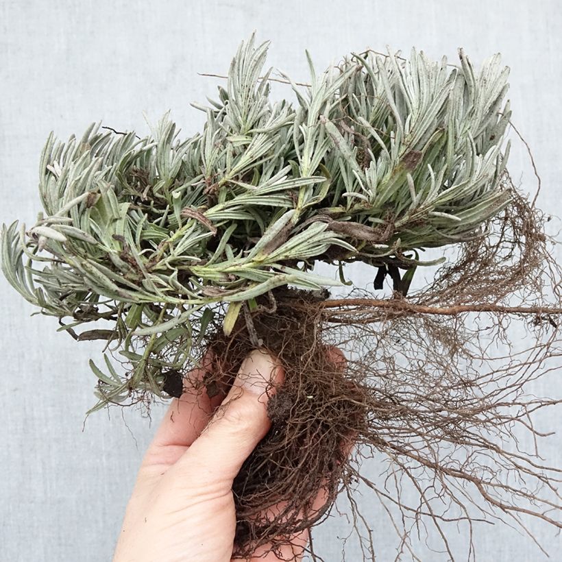 Amostra de Alfazema Edelweiss - Lavandula intermedia Raízes nuas tal como entregue no inverno
