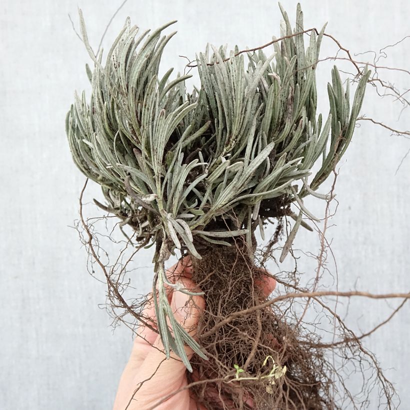 Amostra de Alfazema Phenomenal Niko - Lavandula intermedia Raízes nuas tal como entregue no inverno