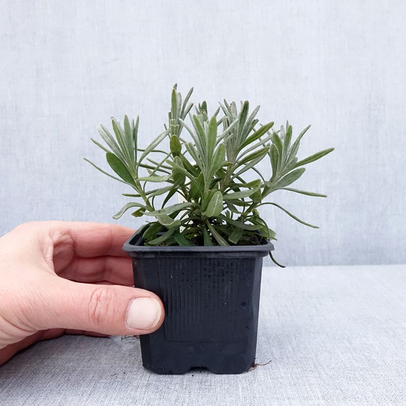 Amostra de Alfazema Sensational - Lavandula intermedia Vaso de 8/9 cm tal como entregue no inverno